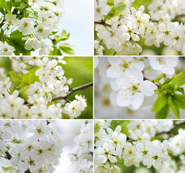 Blossoming cherry-tree Collection — Stock Photo, Image
