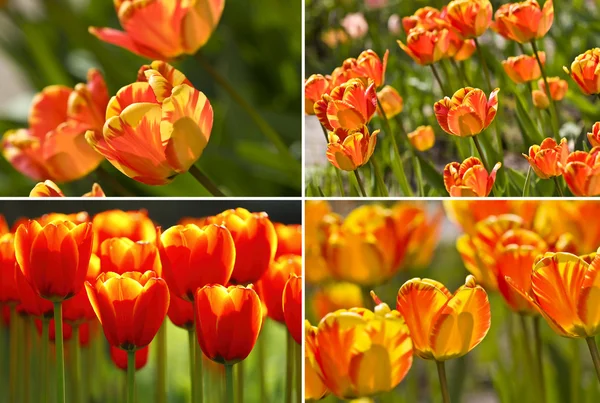 Samling av våren tulpaner — Stockfoto