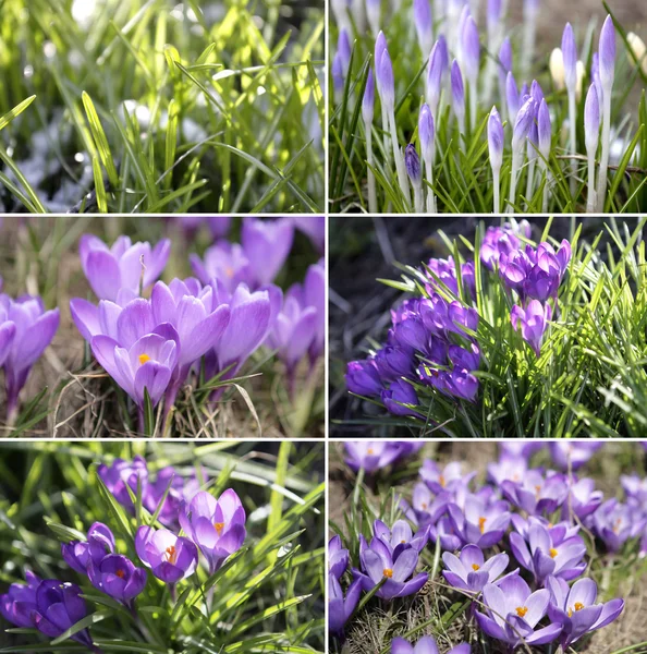 Collection of crocus near the forest — Stock Photo, Image