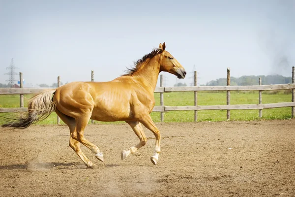 Pferde galoppieren — Stockfoto