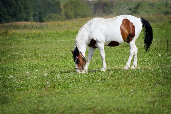 Un caballo dulce está comiendo hierba —  Fotos de Stock