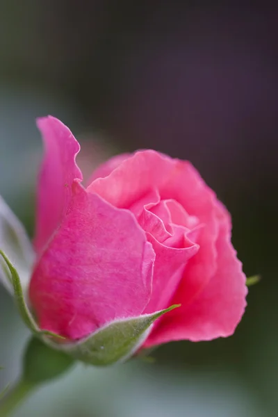 鮮やかなピンクのバラ ストックフォト