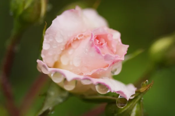 鮮やかなピンクのバラ ストック画像