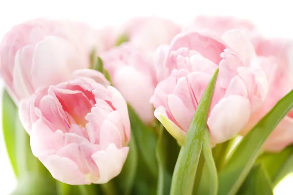 Аромат свежих тюльпанов Стоковое Фото