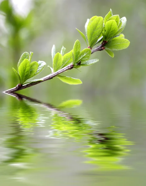 绿色的树叶，反映在水中 免版税图库照片