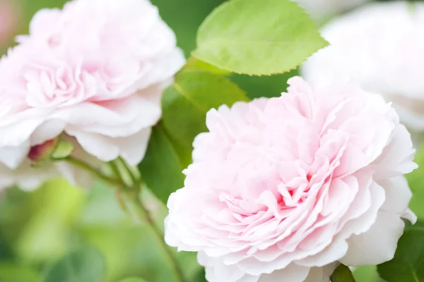 Яскраві рожеві троянди Ліцензійні Стокові Фото