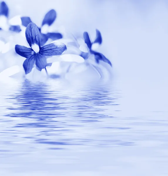 蓝色兰花反映在水中 图库图片