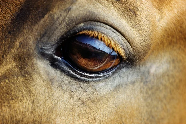 Лошадиный глаз Стоковое Фото