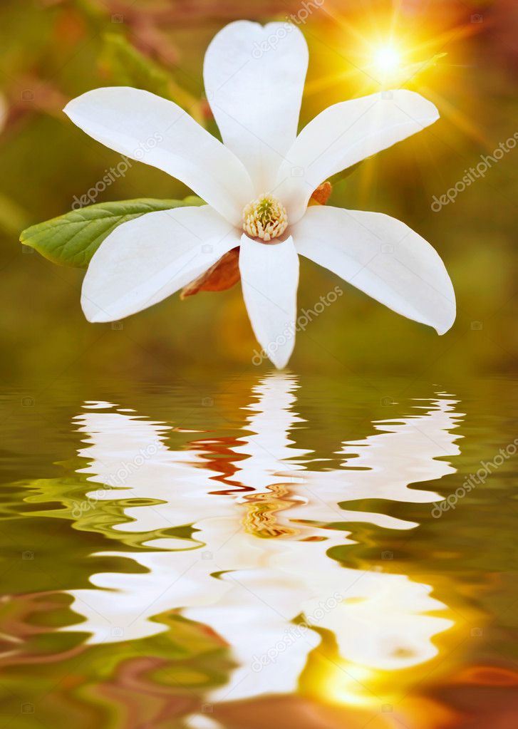 Blossom Over Pond