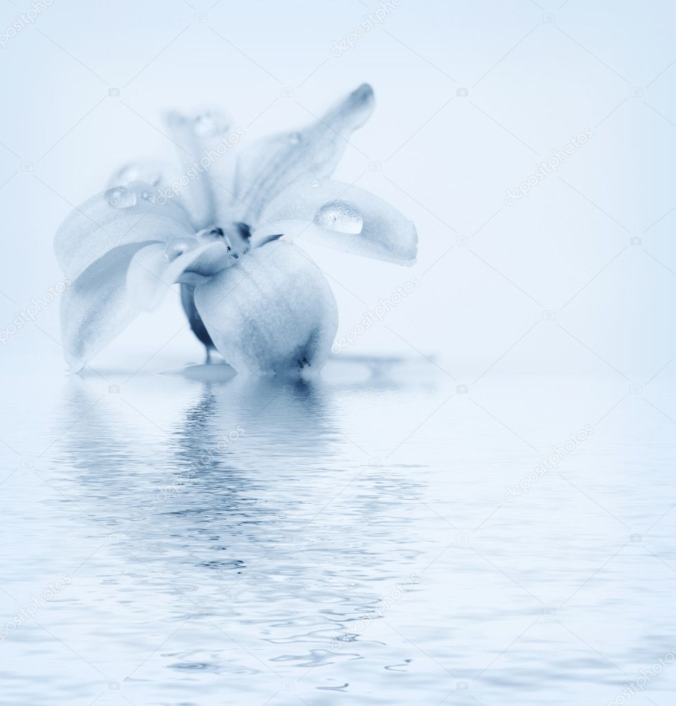 Beautiful flower reflected in water