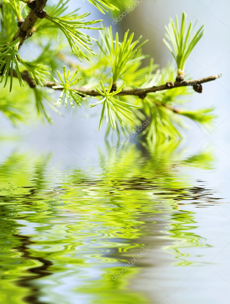 Green leaves , shallow focus