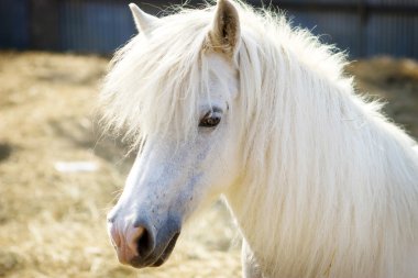 Beautiful white horse clipart