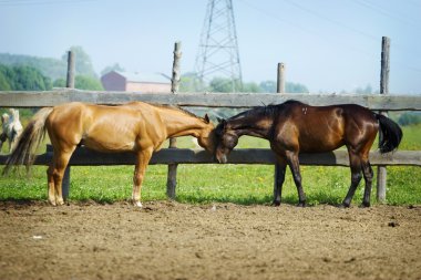 Couple of western horses clipart