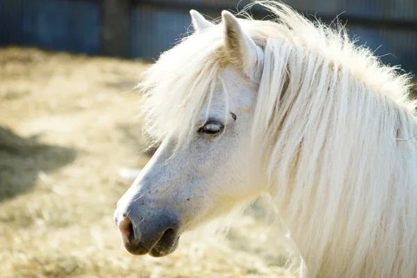 Magnifique cheval blanc — Photo