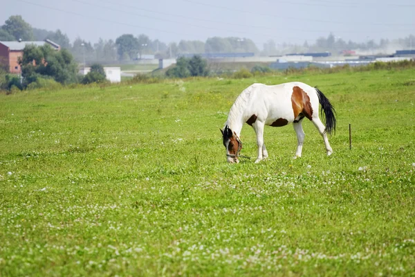 Ein süßes Pferd frisst Gras — Stockfoto