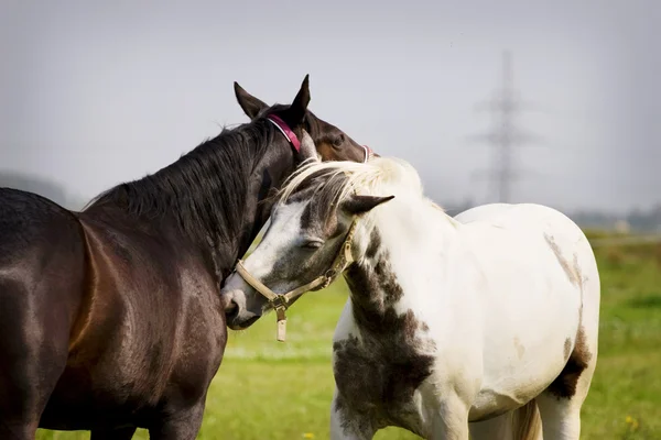 西部の馬のカップル — ストック写真