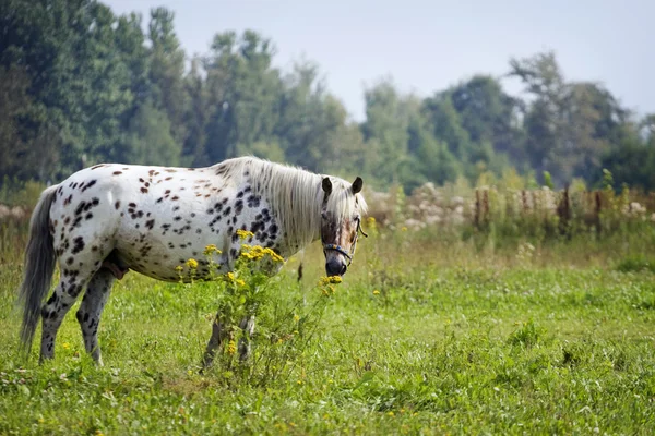 Ein süßes Pferd — Stockfoto