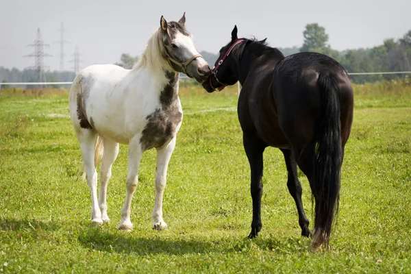 Par av western hästar — Stockfoto