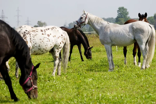 Słodki koń jest jedzenie trawy — Zdjęcie stockowe