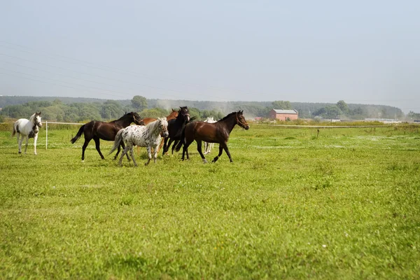 Cavalli galoppo — Foto Stock
