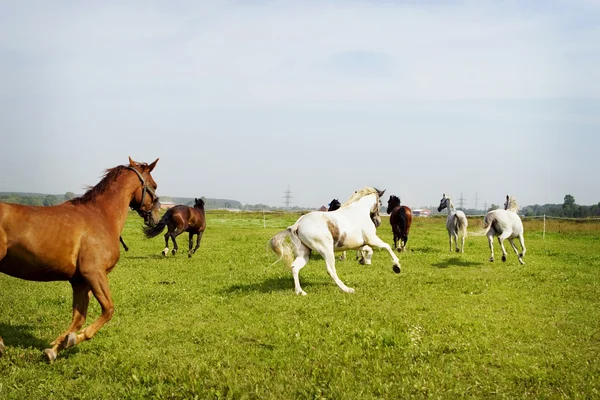 Cavalli galoppo — Foto Stock