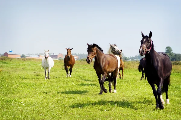 Paarden galop — Stockfoto