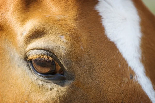 Occhio di cavallo — Foto Stock