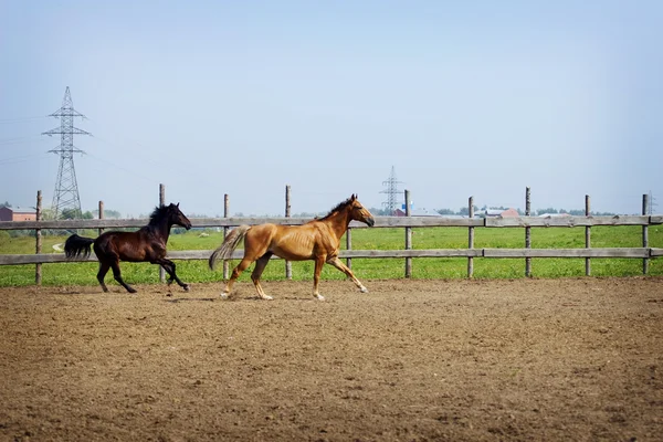 Hästar galopp — Stockfoto