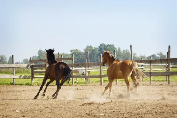 Hästar galopp — Stockfoto