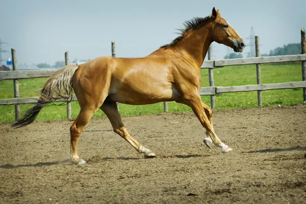 Koně tryskem — Stock fotografie