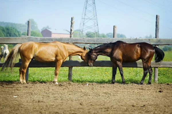 Paar van westerse paarden — Stockfoto