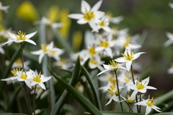 Weiße Blume (selektive Dosis) — Stockfoto