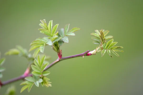 Bonito delicado ramo de primavera — Fotografia de Stock
