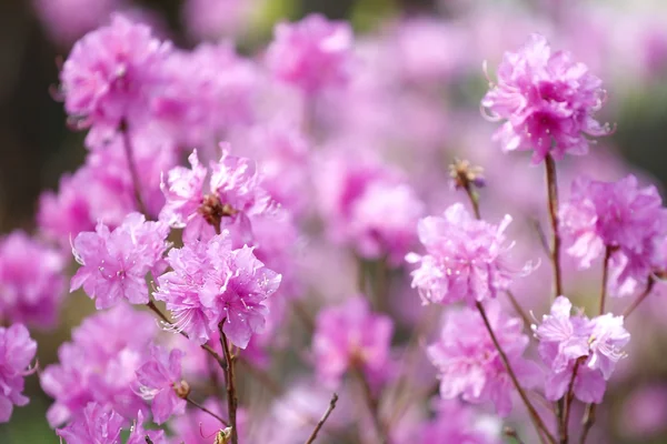 Pembe orman gülleri — Stok fotoğraf