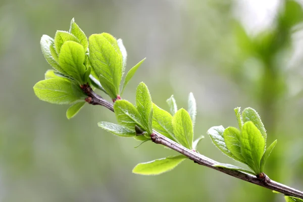 Krásné jemné jarní větev — Stock fotografie