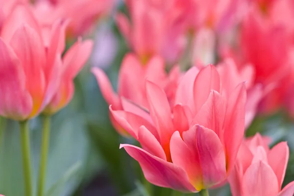 Tulipany w mieście ogrodzie — Zdjęcie stockowe