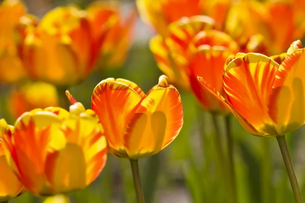 Tulipanes en Town Garden — Foto de Stock