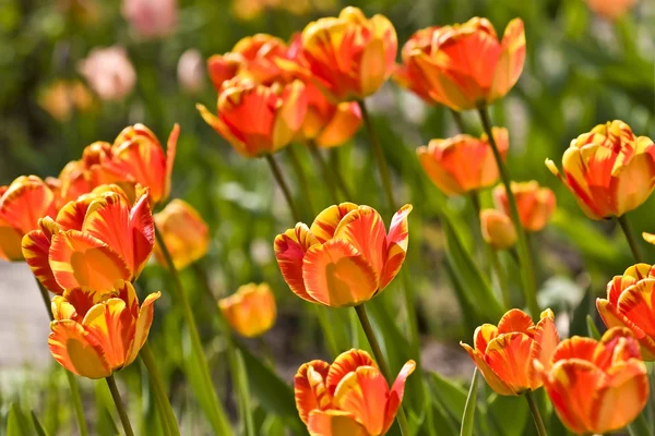 Tulipany w mieście ogrodzie — Zdjęcie stockowe