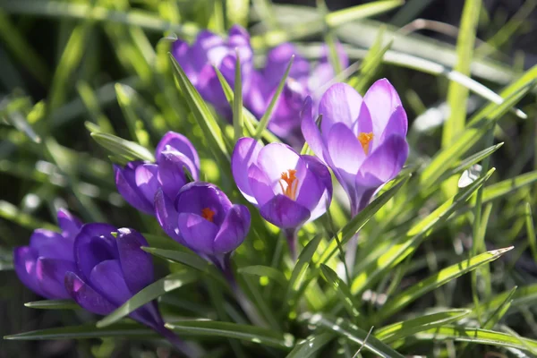Beautiful spring flower — Stock Photo, Image
