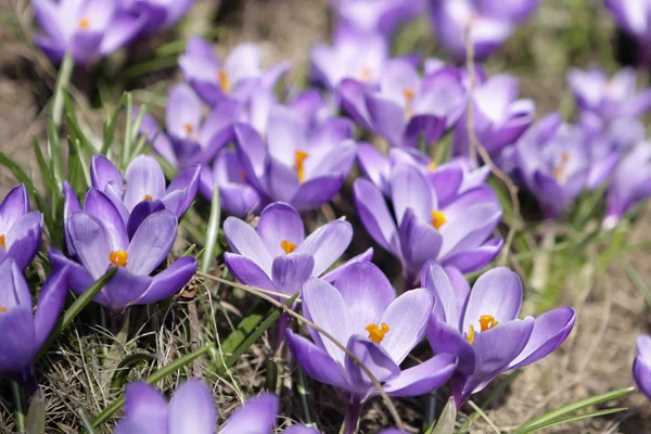 Hermosa flor de primavera — Foto de Stock