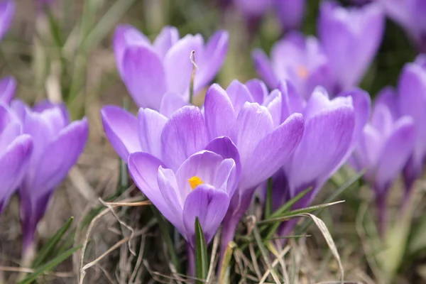 Güzel Bahar Çiçeği — Stok fotoğraf