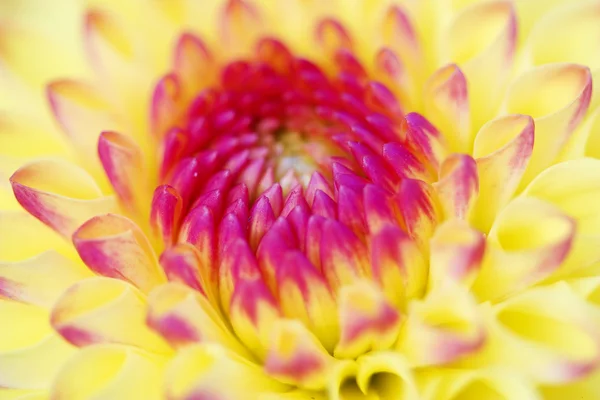 Un fiore di dalia fiorisce — Foto Stock