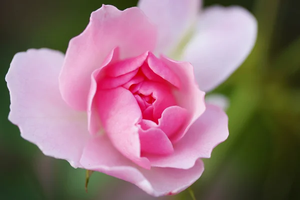 鮮やかなピンクのバラ — ストック写真