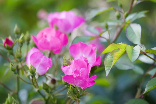 Bright pink roses — Stock Photo, Image