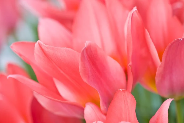 Tulipány ve městě zahradě Stock Fotografie