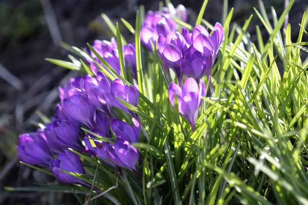Gyönyörű tavaszi virág Stock Kép