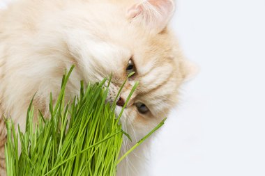 Ginger Cat. Grass not harms!?! clipart