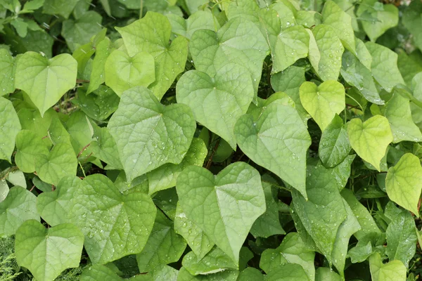 stock image Green leaves of wild grape