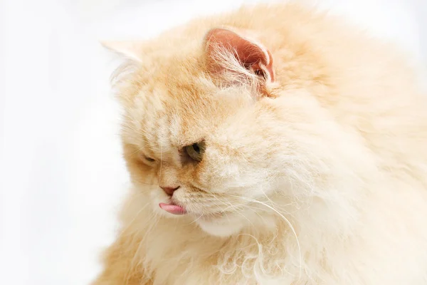 Zázvor kočka v bílém pozadí — Stock fotografie