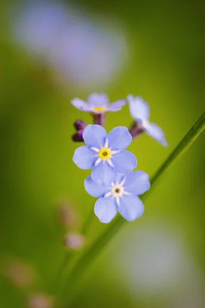 Blauwe Lentebloemen — Stockfoto